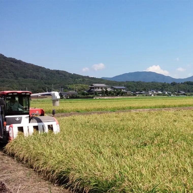 ＼スピード出荷／ 令和7年産 茨城県 桜川市産 こしひかり10kg（5kg×2袋） スピード 最短 7日 すぐ届く すぐ発送 スピード発送 早い 米 お米 白米 コメ ごはん 精米 コシヒカリ 国産 限定 銘柄米 [SC050sa-sp]