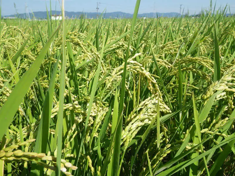 【玄米】 夢つくし （特別栽培米） 約5kg 福岡県産 令和8年産 玄米 米 こめ コメ