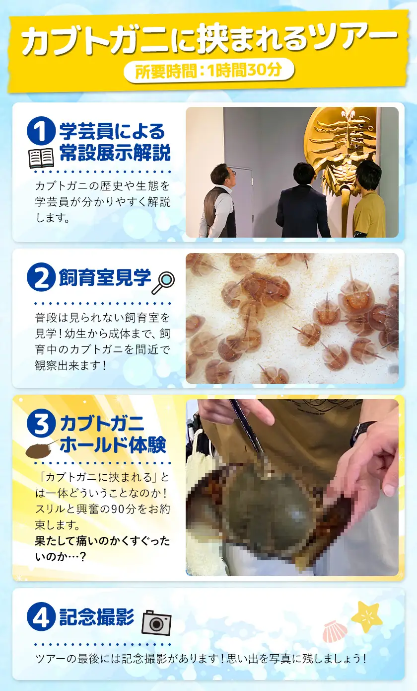 カブトガニに挟まれるツアー 記念品Tシャツ付き 3名 カブトガニ博物館