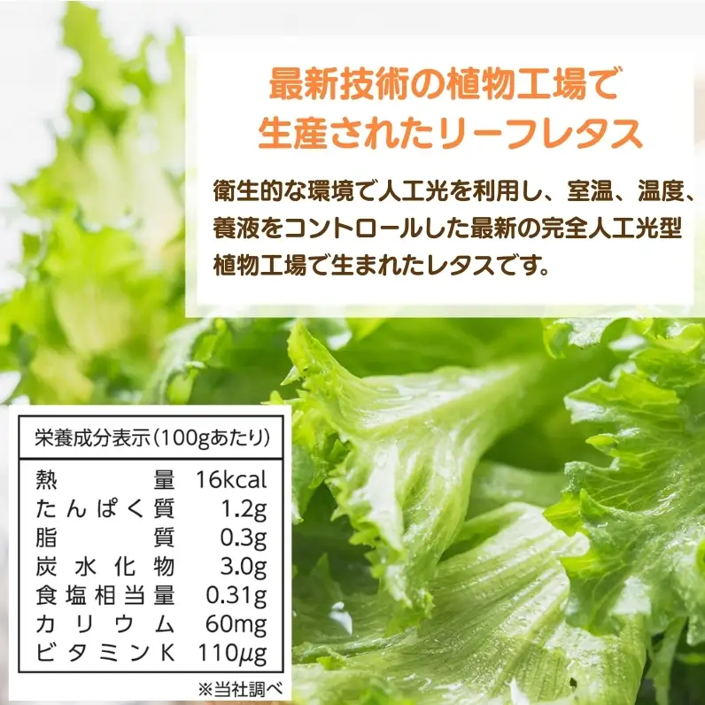 レタス 低カリウムレタス 4個入り カリウム85%カット 洗わず食べられる ビタミンK 植物工場 兵庫県 加西市 リーフレタス 栽培期間中 無農薬
