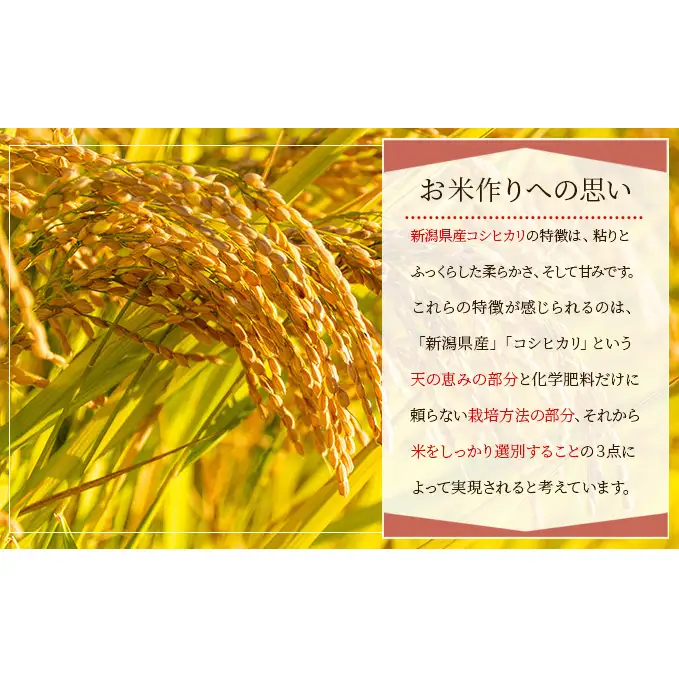 新潟産コシヒカリ精米5kg　真空パック（6か月定期配送） お米 