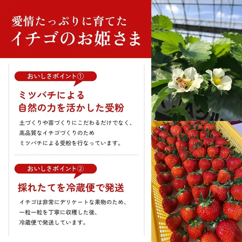 香川讃岐の毎日食べたい「さぬきひめいちご 1kg」