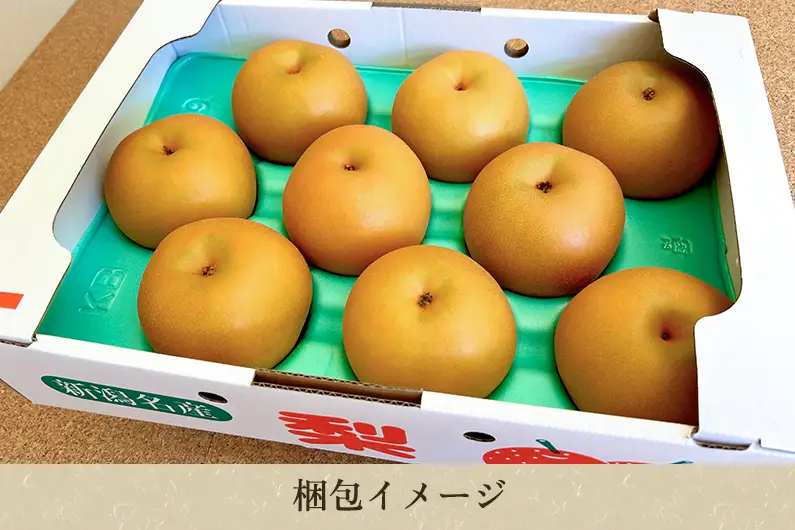 【2026年先行予約】いずみ果樹園の和梨 あきづき 約3kg（5～9玉） 《9月中旬～順次出荷》 なし ナシ 日本梨 フルーツ 果物 加茂市 いずみ果樹園