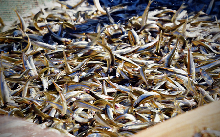 北海道釧路産 阿寒湖わかさぎ佃煮 250g×2 ふるさと納税 魚 F4F-1064