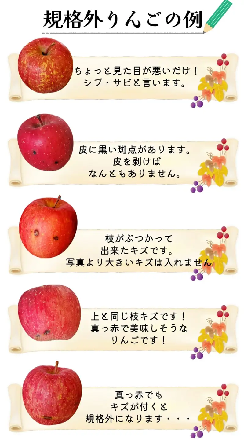 【2026年11月上旬発送】 りんご 約 5kg サンふじ 【規格外】 青森県産 りんご