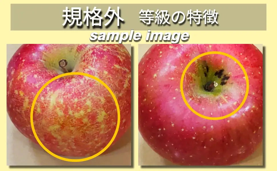 【2026年9月発送】【規格外】 りんご サンつがる 2kg 光センサー選果保証 青森県産 りんご