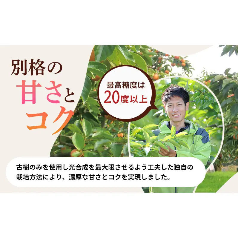 【2026年11月上旬～順次発送】訳あり テルの次郎柿 14～18玉 約3.5kg（2L～Ｍサイズ）柿 旬 家庭用 かき 果物 くだもの フルーツ 旬の果物 旬のフルーツ 秋の味覚 静岡 浜松市【配送不可：離島】