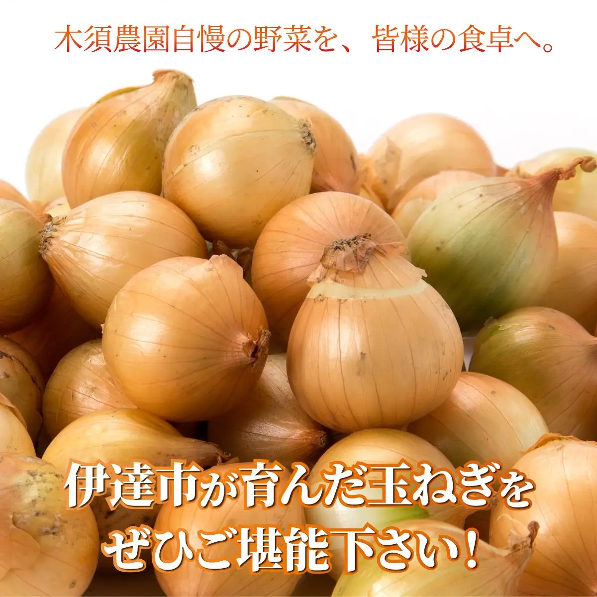 【 2026年 発送 】 先行予約 北海道 玉ねぎ 20kg M-L混合 北はやて【ksn-001】