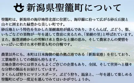 サトウのごはん 新潟県産コシヒカリ 大盛 300g×20個