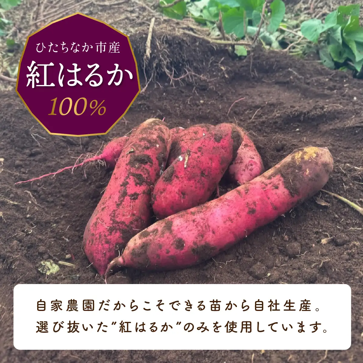 黄金に輝く紅はるか干し芋 丸干し2kg 茨城県 ひたちなか市 ｜干し芋 紅はるか 丸干し