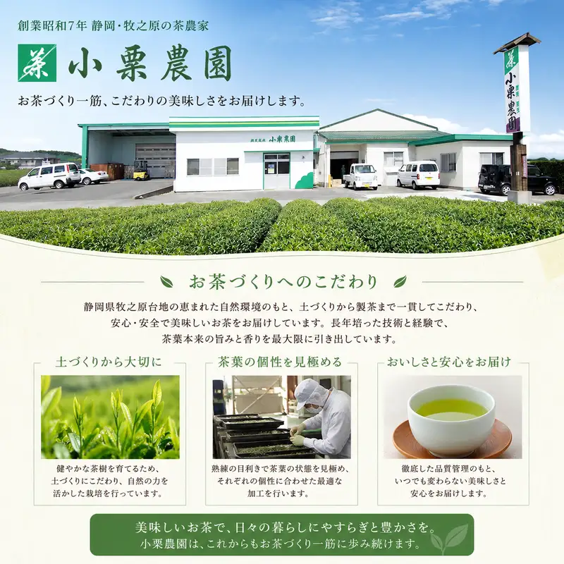 【お茶 3袋】 煎茶ティーバッグ 5ｇ×50ヶ HOT&ICE 3袋 静岡  静岡 牧之原市 小栗農園