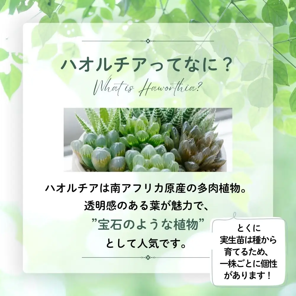 特選美種：多肉植物 ハオルチア 実生オリジナル苗 おまかせ3種【埼玉県 春日部市 観葉 飾り用  室内向け コレクター 趣味園芸 希少カテゴリー 選定株 贈答品 家庭鑑賞】（DM003）