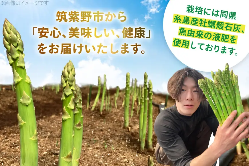 【期間限定発送】 アスパラ グリーンアスパラガス L 1kg