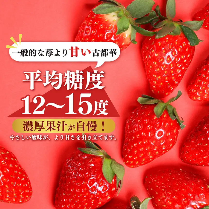 AO05 【定期便２回】２月・３月発送・朝採りの新鮮な古都華M～L 500ｇ以上 いちごいちえ | 果物 くだもの フルーツ 苺 イチゴ いちご ストロベリー 古都華 ことか 希少 濃厚コク 芳醇 果肉 しっとり 旬の品種 奈良県 平群町