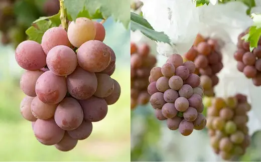 【 ご家庭用 】 岡山県産 摘み落としぶどう 農家セレクト 2種 詰め合わせ 約1kg ブドウ フルーツ 果物 くだもの 果実 おやつ デザート スイーツ 詰合せ 詰め合わせ セット 【 2026年8月下旬～10月下旬迄発送予定 】