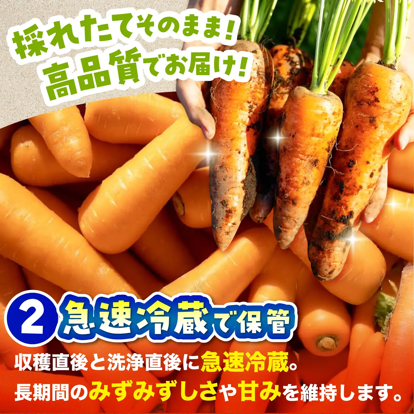 【先行予約】【2026年12月順次発送開始】【全2回定期便】秋にんじん5kg / にんじん ニンジン 野菜 β-カロテン 食物繊維 抗酸化作用 栄養満点 熊本県産 菊陽町　【株式会社 まゆみ農園】[BHCW016]