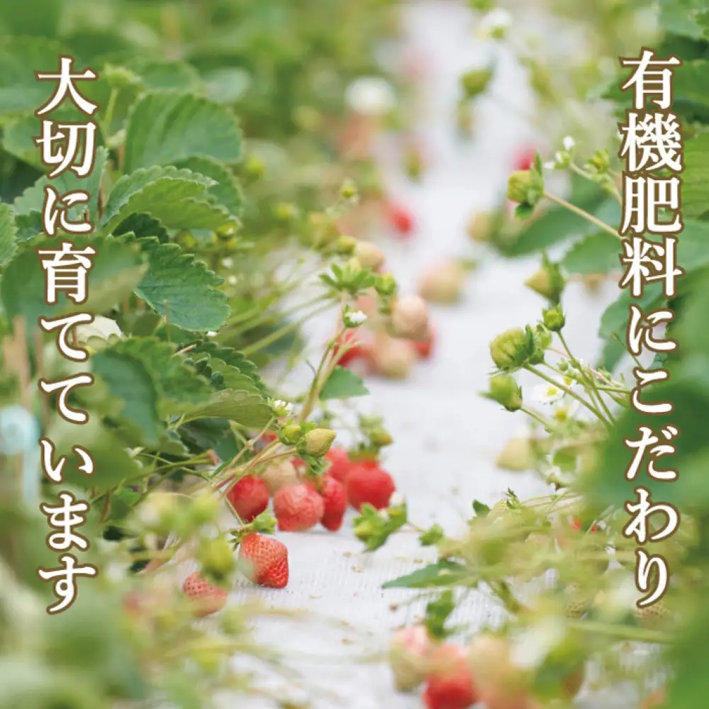 有機肥料にこだわった たっちゃん家の完熟冷凍あまおう　1kg×2袋　計2kg