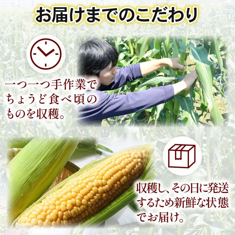 【全3回定期便】完熟 生ブルーベリー（サザンハイブッシュ系・ラビットアイ系）各600g スイートコーン 1.7kg (約5本)