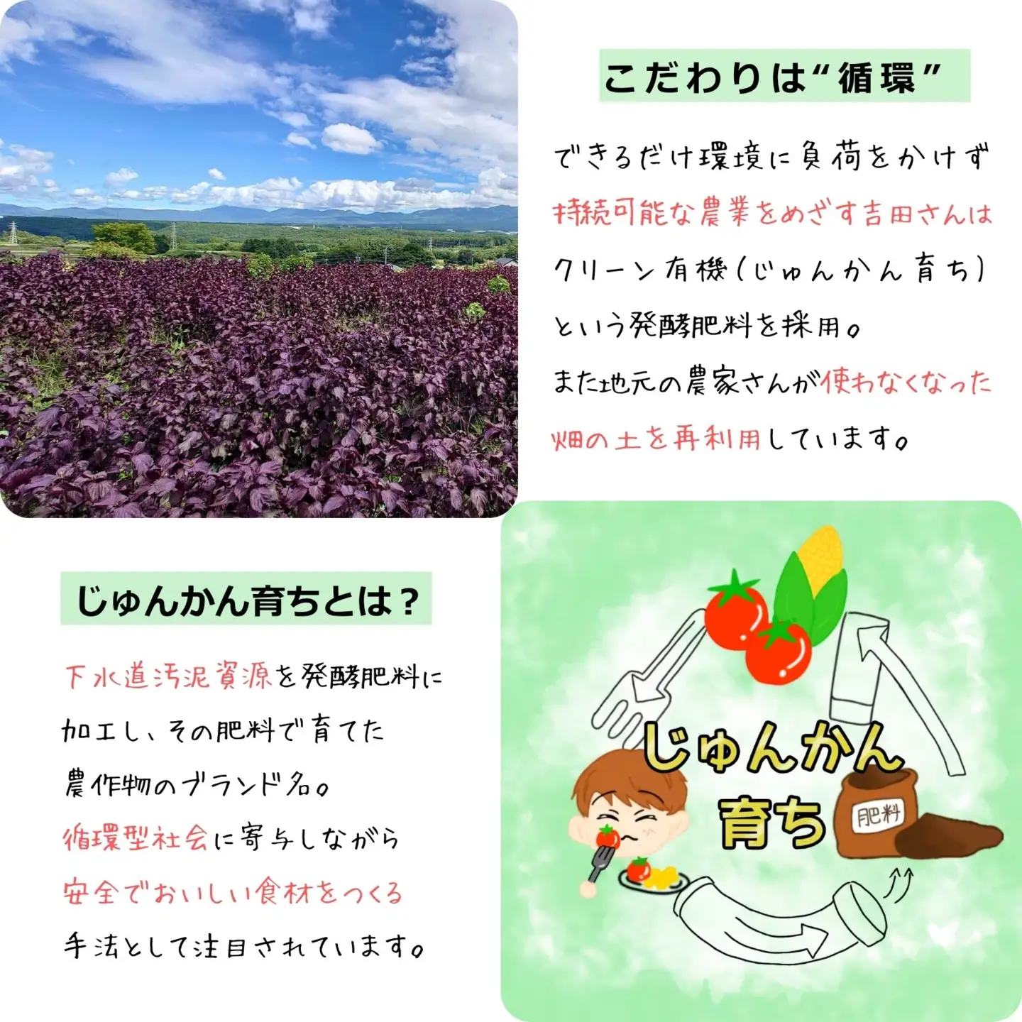赤紫蘇ジュース120ml×5本 ｜ 飲料 赤紫蘇 ジュース 馨工房