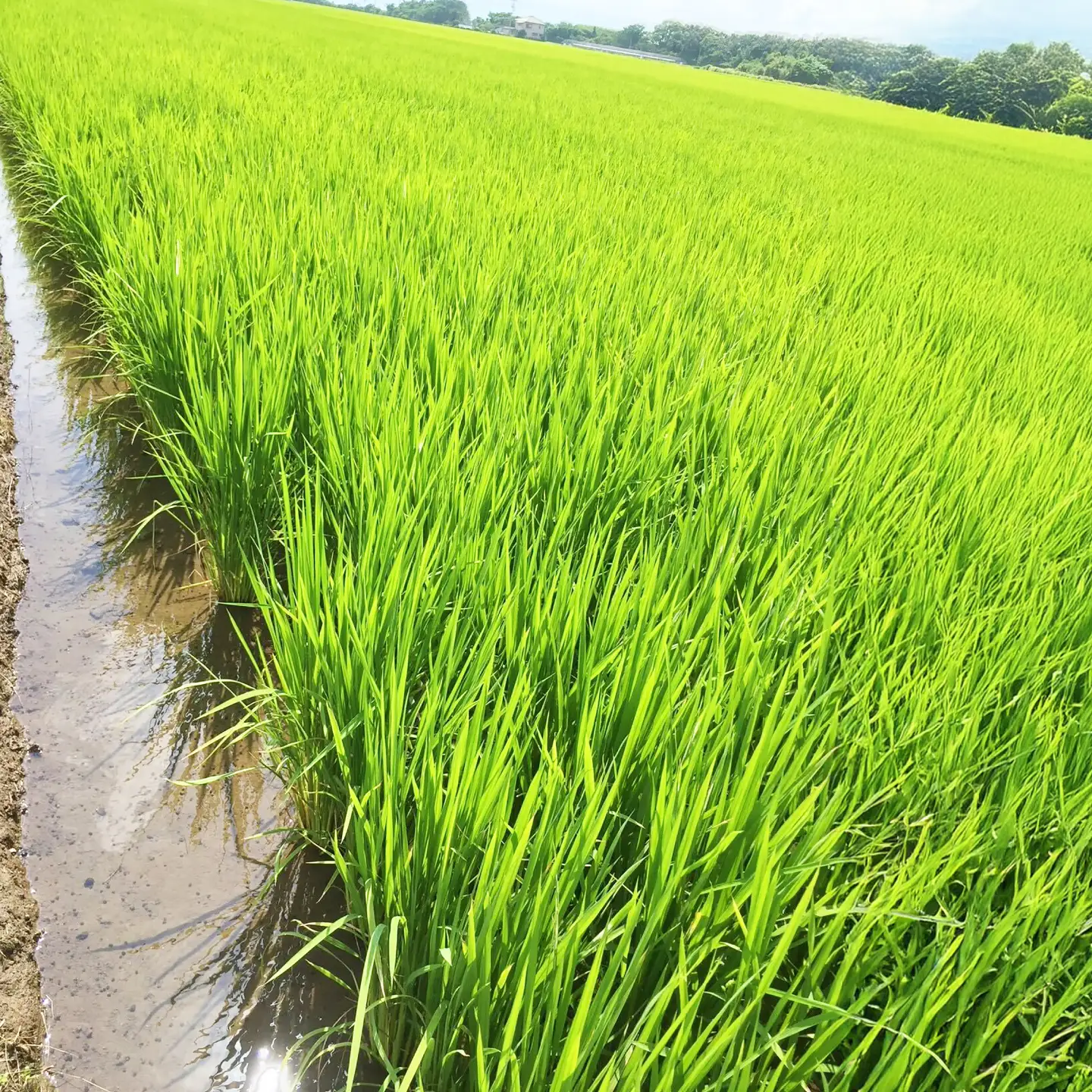 【栽培期間中農薬不使用】R8年度米 白米 なつほのか 5kg 大村市 たぬき池自然農園/ 米 白米 5kg[ACCJ003]