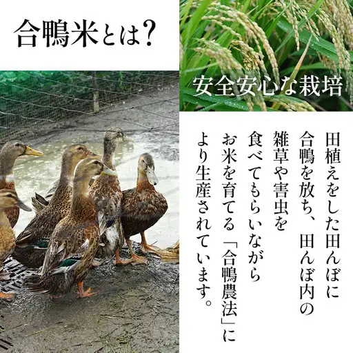 令和8年産 予約 合鴨米「元気つくし」（玄米・10kg）定期便6回コース BI25