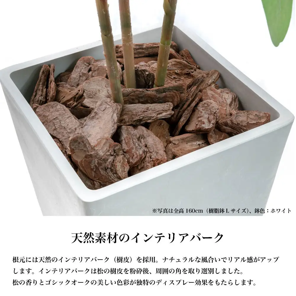 人工観葉植物 カポック斑入り 185cm 樹脂鉢Lサイズ白 SC触媒加工済