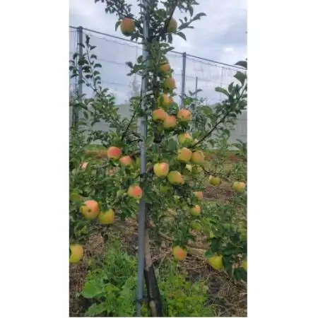 【訳あり】青森県産りんご「家庭用ぐんま名月家庭用」約5kg　産地直送!【配送不可地域：離島】【1751603】