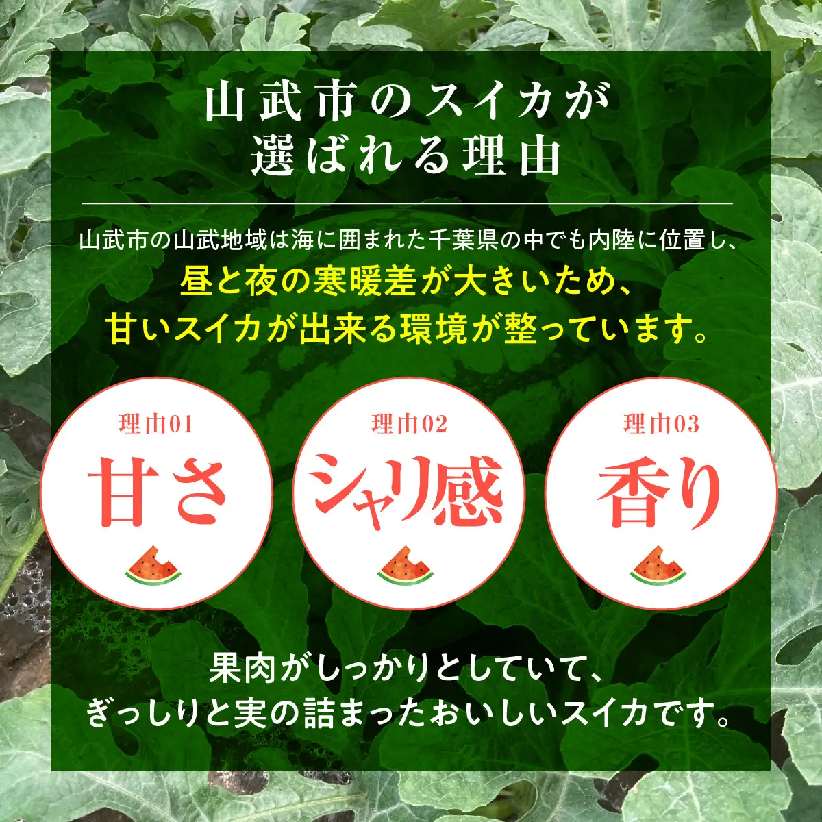 【先行予約・2027年6月上旬～発送】千葉県山武市産の大玉スイカ約12㎏（Ｌサイズ２個セット）SMDA001