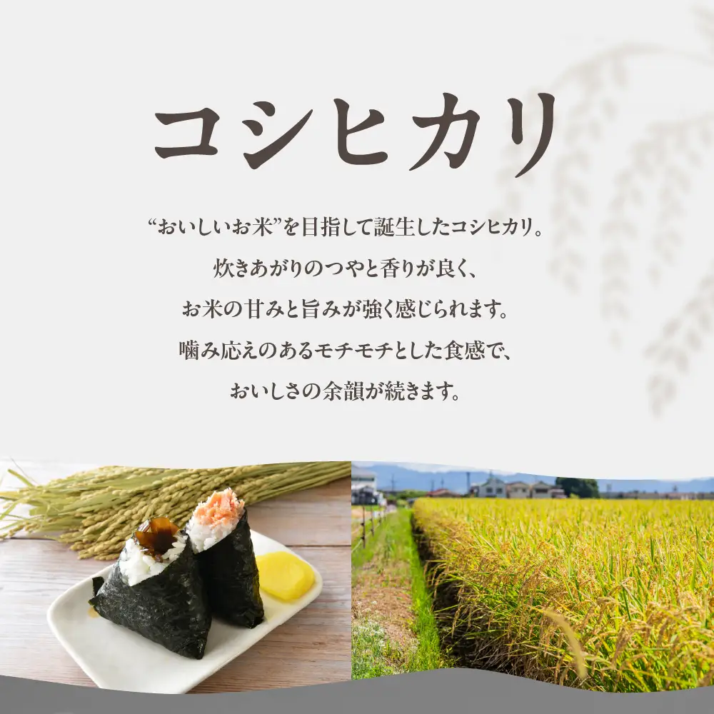 《定期便12回》【令和7年産】コシヒカリ 白米 5kg コシヒカリ こしひかり お米 おこめ コメ 米 こめ kome 5キロ ふるさと納税米 令和7年 高評価 高レビュー 産地直送 送料無料 愛知県 豊橋市