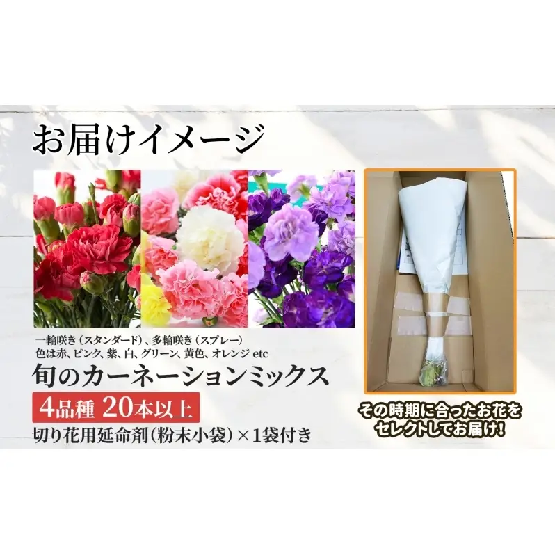＜10月配送＞ 北海道 カーネーション ミックス 4品種 20本以上 花 花束 切花 ブーケ 旬 季節 詰め合わせ 生花 フラワー アレンジメント 産地直送 