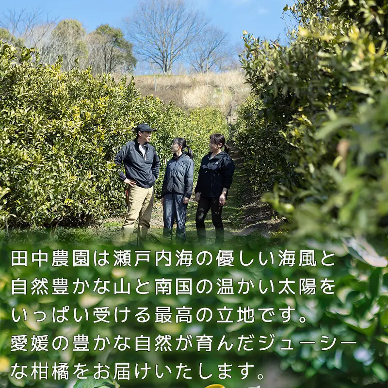 【2027年2月下旬頃から順次発送】みかん 訳あり 不知火 しらぬい 約3kg 愛媛県産【TNN014】