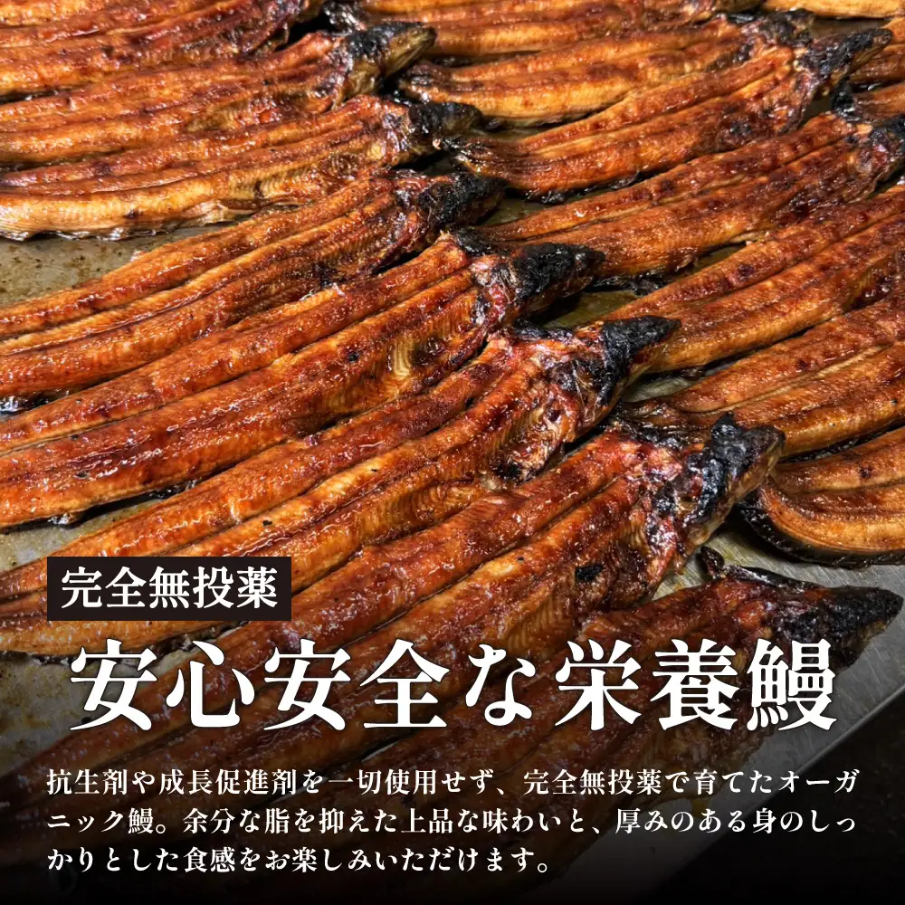 鰻 鰻の蒲焼き1尾