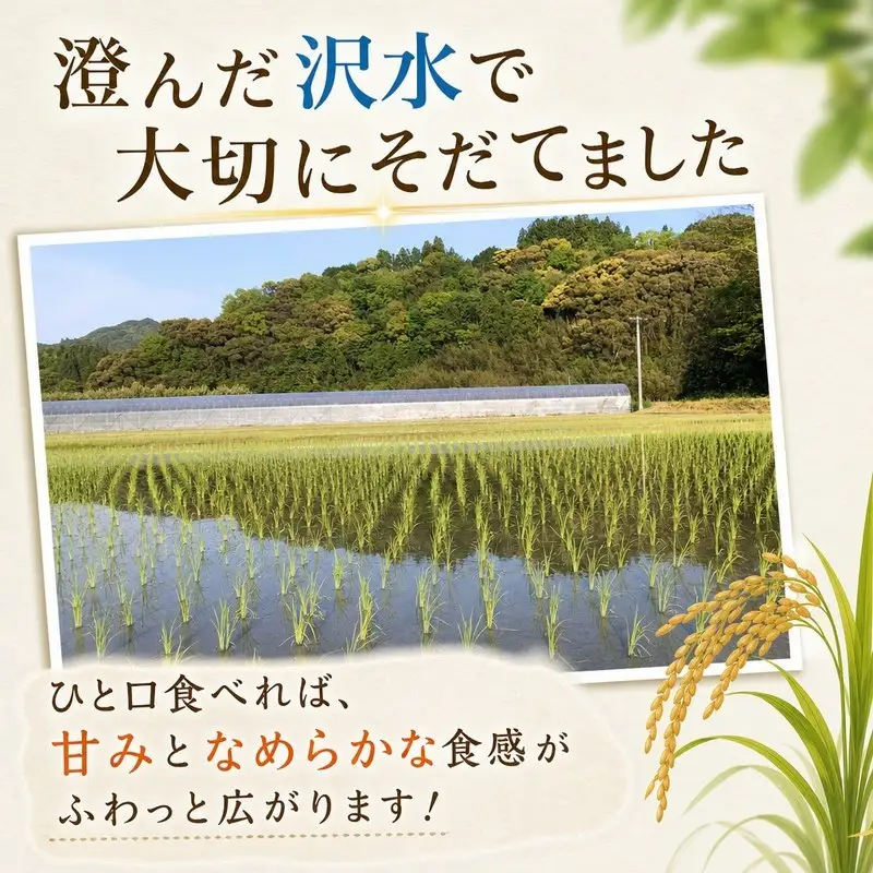 こしひかり 玄米 新米 5kg 2026年産［0940-3］