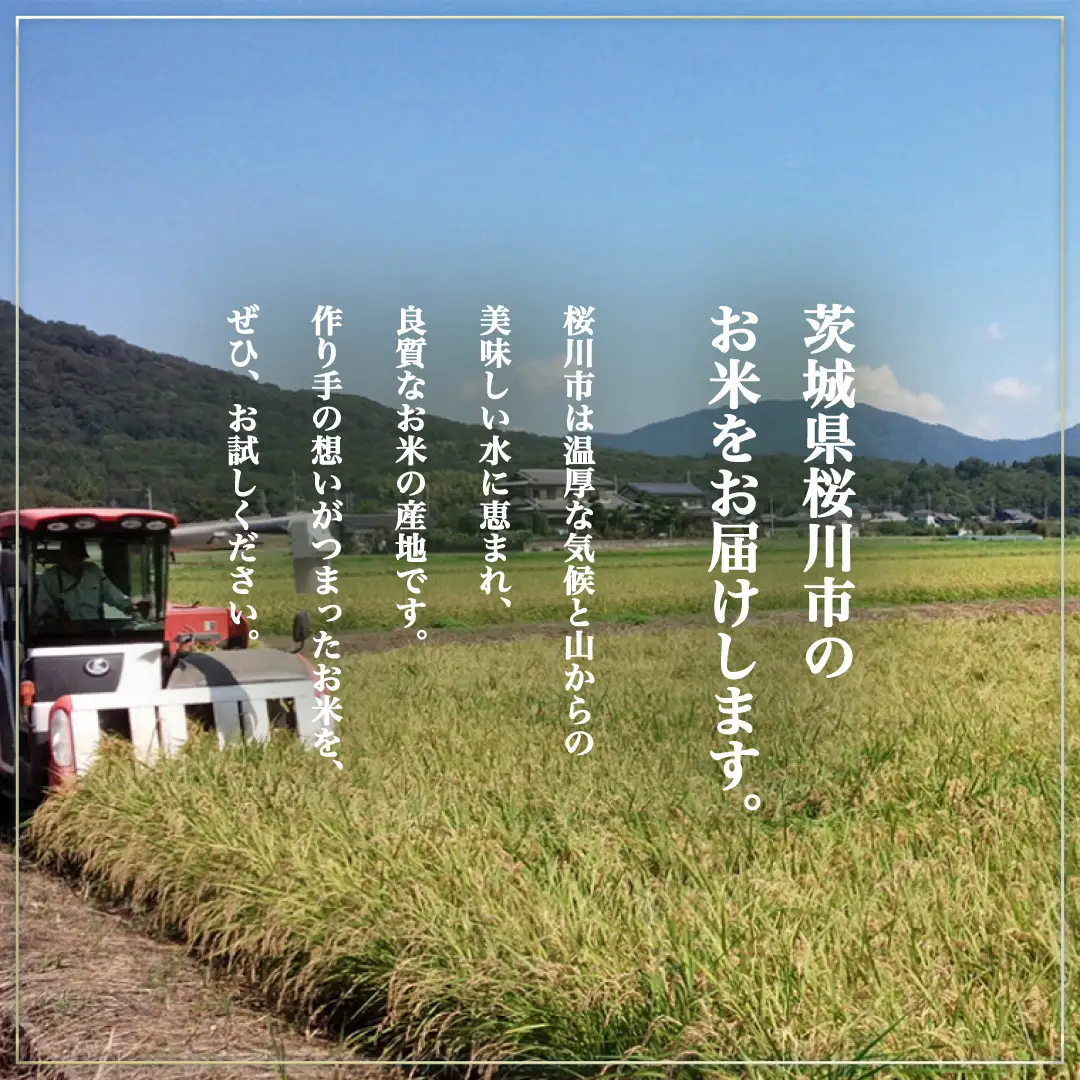 《 令和8年産 》 桜川市産 ミルキークイーン 10kg 新米 先行予約 茨城県 桜川市 米 お米 白米 コメ ごはん 精米 国産 限定 銘柄米 [SC072sa]