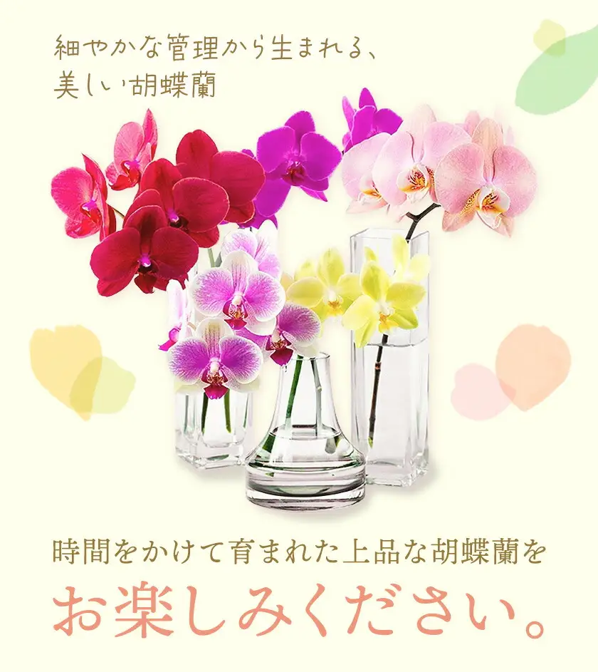 ミディ 胡蝶蘭切花 MIX 5本セット 株式会社日野洋蘭園《30日以内に出荷予定(土日祝除く)》
