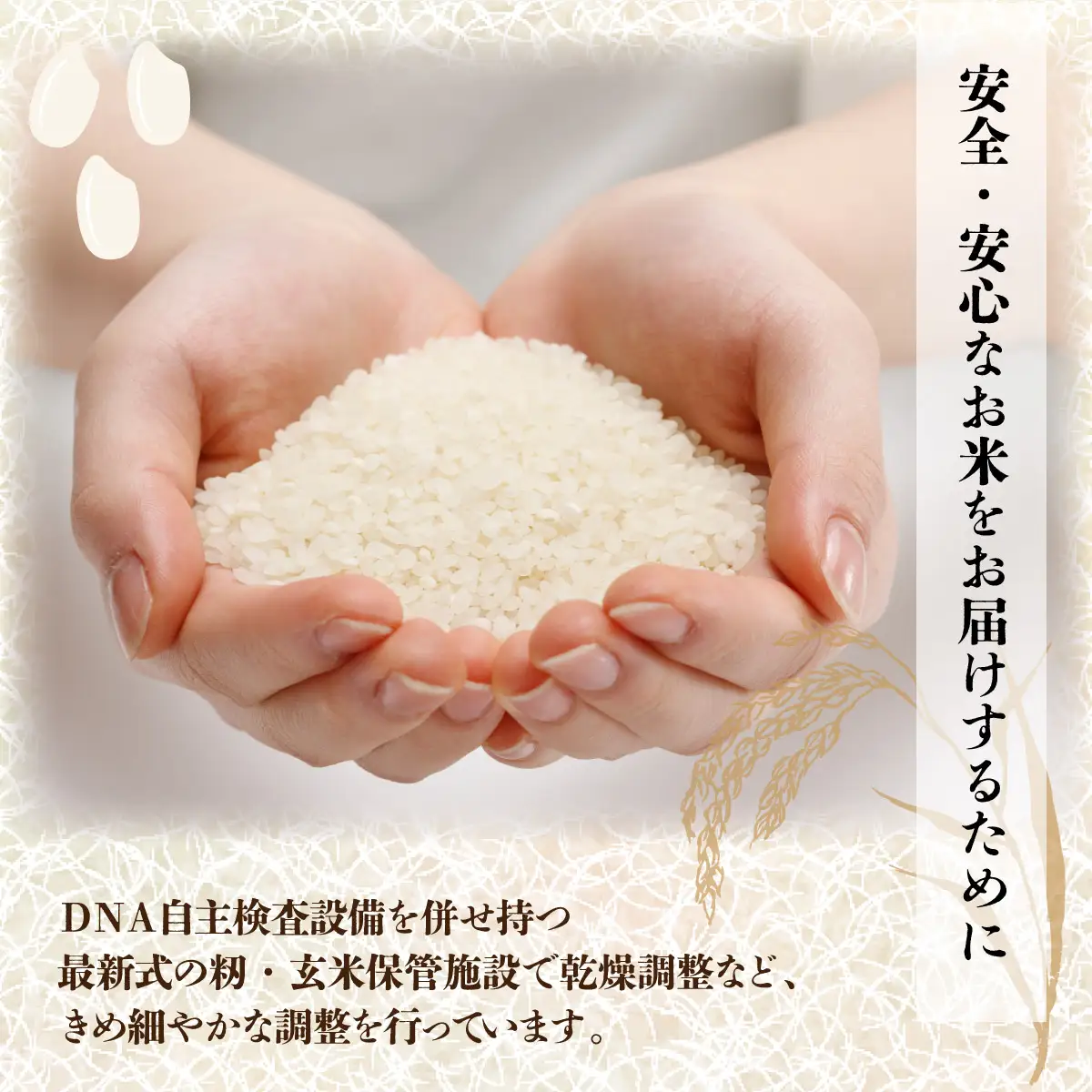 【日本最北のもち米生産地からお届け】はくちょうもち（もち米）5kg【令和７年産新米】