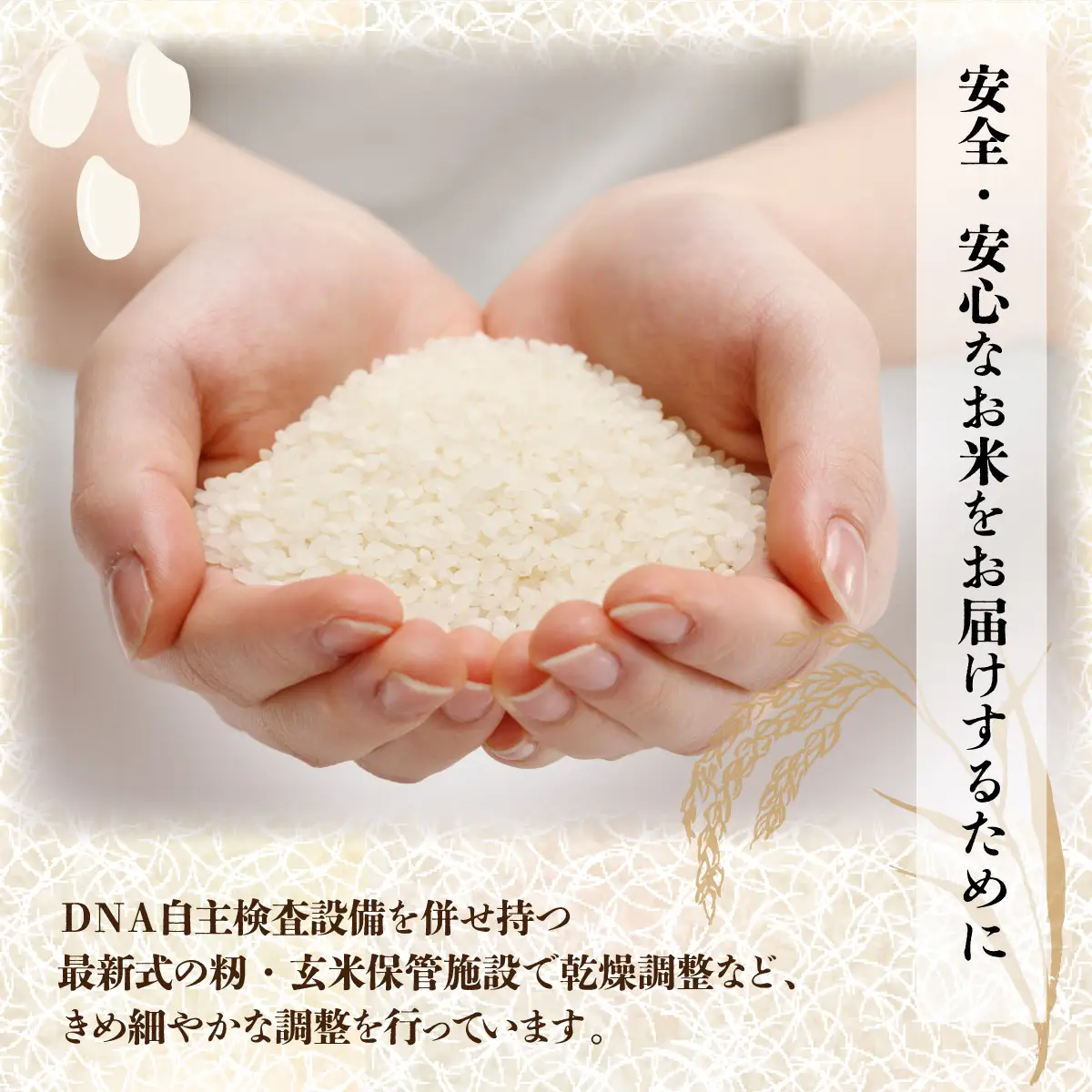 【日本最北のもち米生産地からお届け】　はくちょうもち（１０ｋｇ）【令和７年産新米】