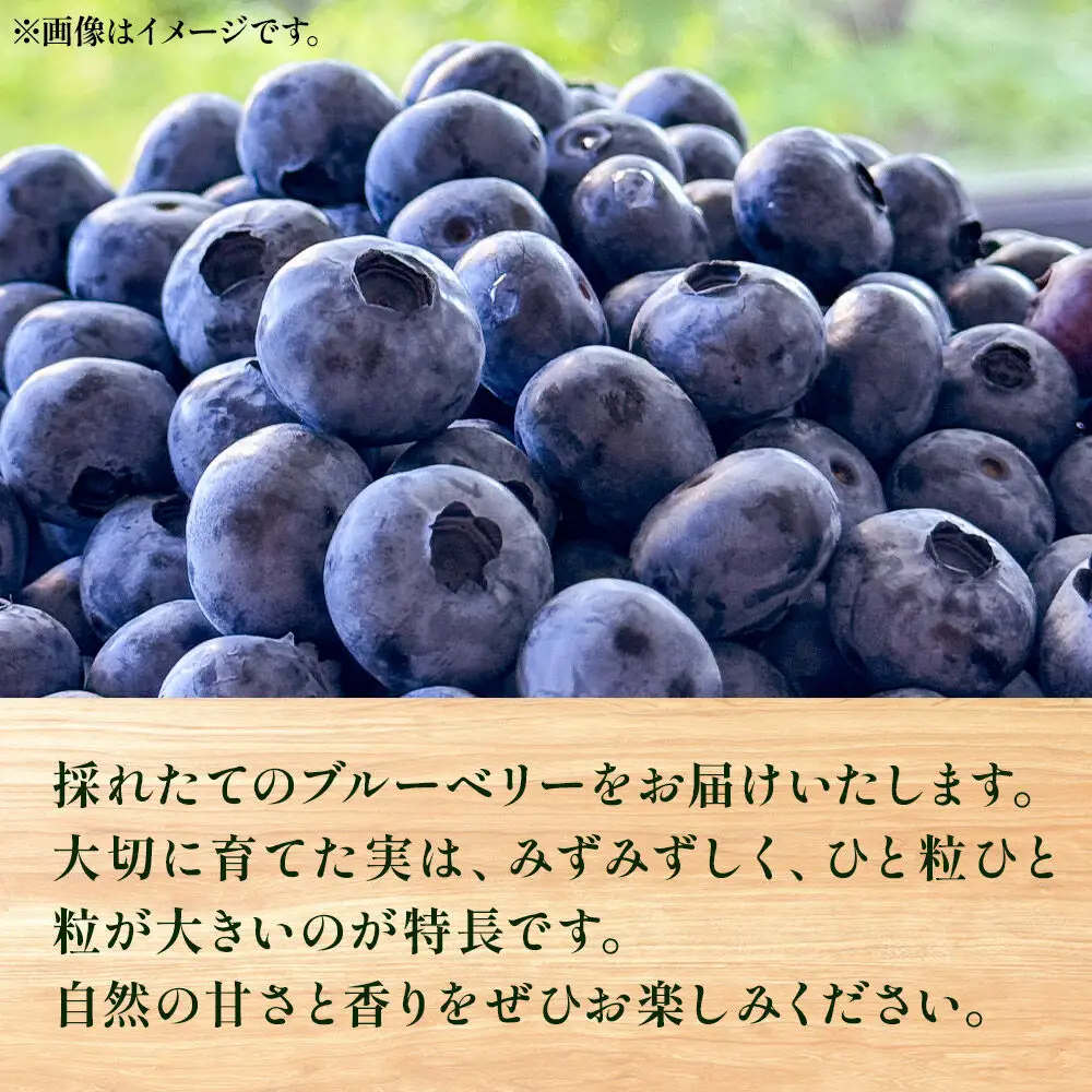 ブルーベリー 500g 秋田県山本郡三種町産