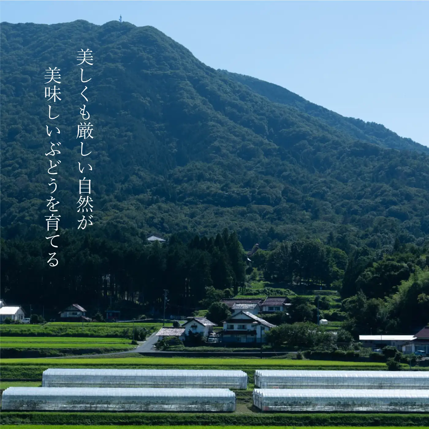 【朝採直送】島根県限定栽培“幻の赤ぶどう”神紅（しんく）” 園長厳選 糖度20度以上、1房 500g以上の大房