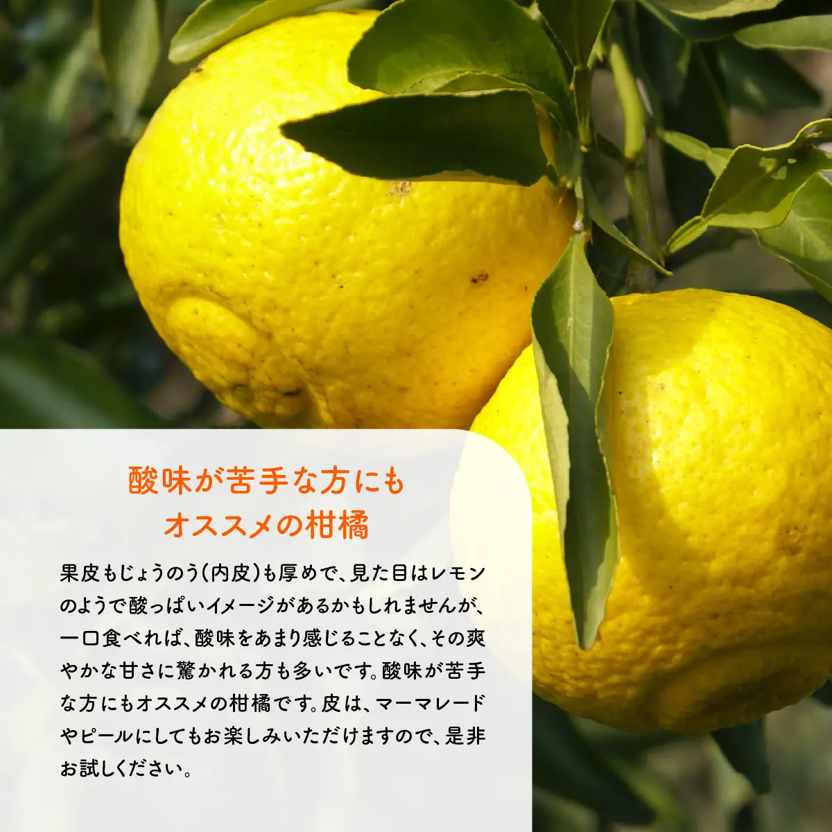 【先行予約】はるか5kg（2027年1月下旬より順次発送） IKTF036