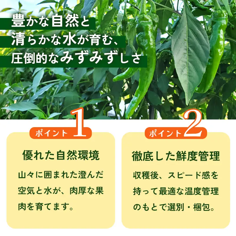 【定期便】 万願寺甘とう 秀品 600g×3回 