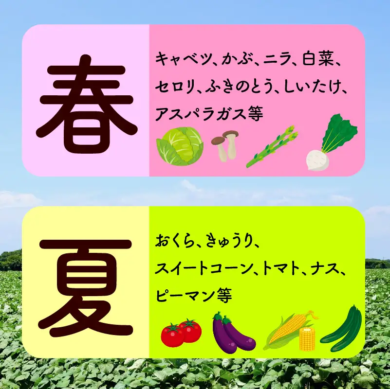宮若産 旬の野菜詰め合わせ詰め合わせ 4〜6種セット [Ｍ1017] 季節 野菜 果物 詰め合わせ 九州 福岡 宮若市 ふるさと納税 おすすめ