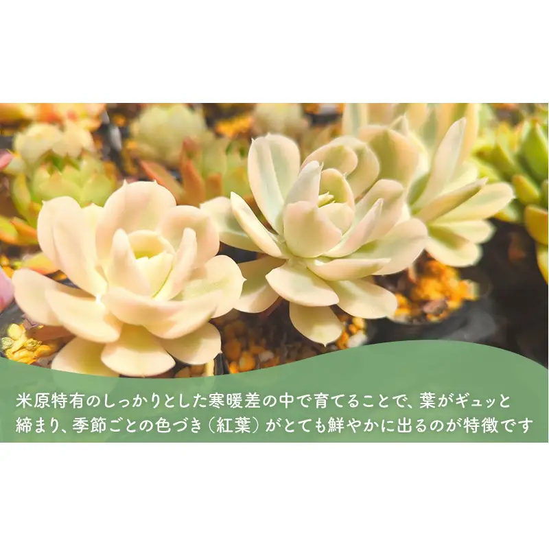 多肉植物　厳選エケベリア5点セット(育て方ガイド付き)