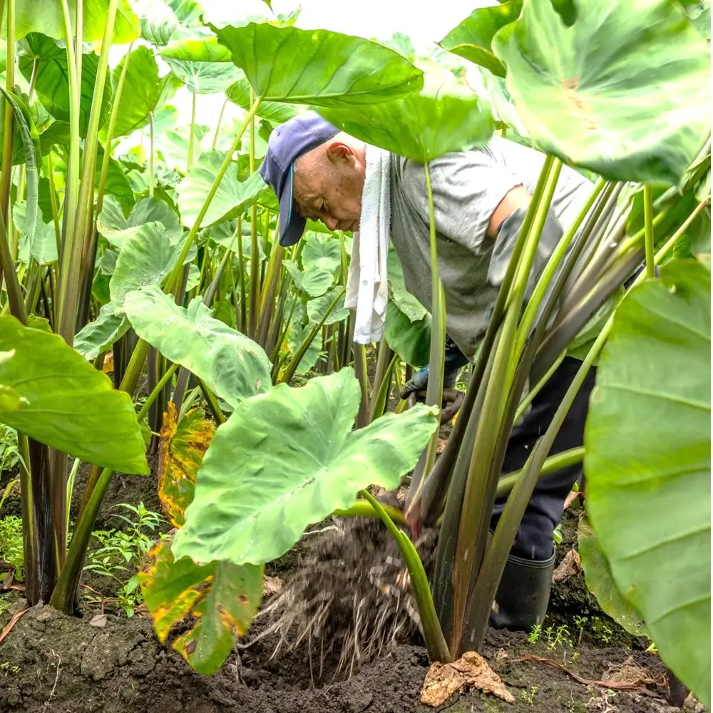 二子さといも 3kg以上！ 秋の味覚 ふたご さといも サトイモ 里芋 R8年9月中旬～発送予定【特産品！数量限定・期間限定】岩手県 北上市 C0164