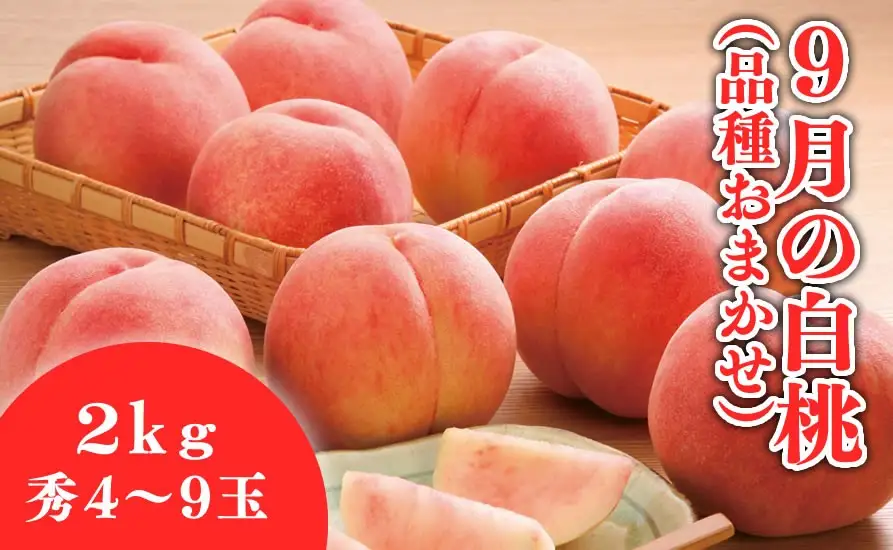9月 の 白桃 2kg フルーツ 果物 山形 桃