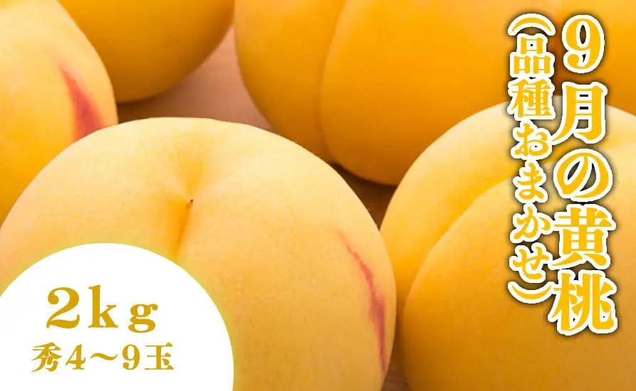 9月 の 黄桃 2kg フルーツ 果物 山形 桃