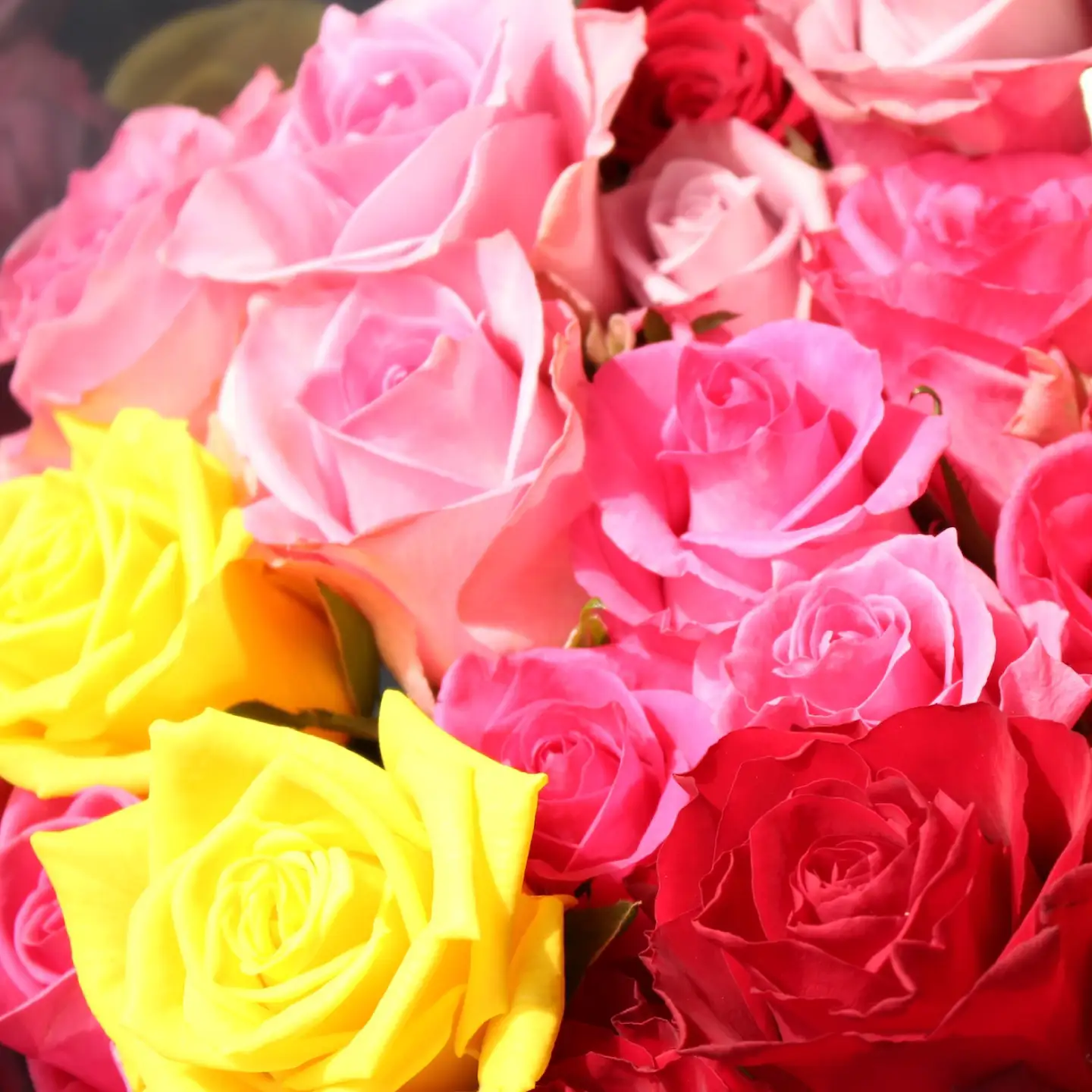 バラ 20本セット 花束 ブーケ 薔薇 ローズ 生花 フラワー 産地直送 贈り物 江田島市/タナカローズガーデン[XDC002]