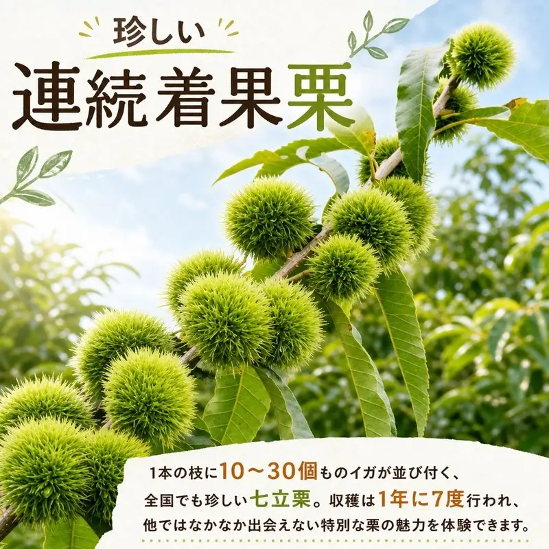 茹で栗 200g×2パック 冷凍 ［1314-2］