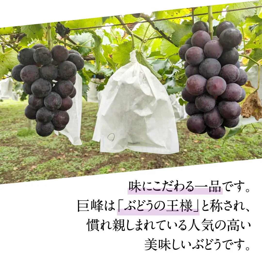 シャインマスカットと巨峰（種なし）約1.5kg（計2～3房）ご家庭用 (桜川市・石岡市共通返礼品) [FB018sa]