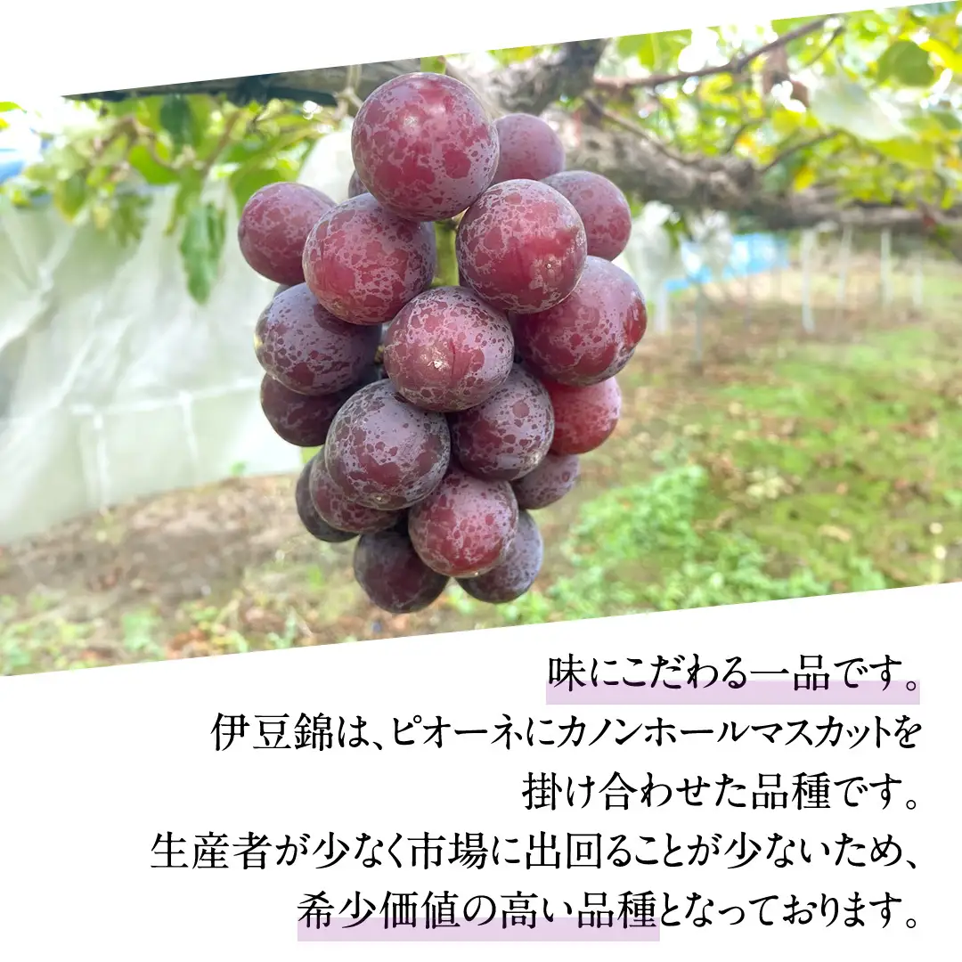 シャインマスカットと伊豆錦（種なし）約1.5kg（計2～3房）ご家庭用 (桜川市・石岡市共通返礼品) [FB020sa]